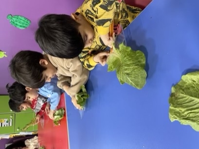 امروز کاهو هارو خرد کردیم